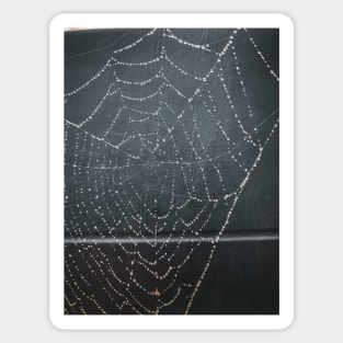 Spider Web Sticker